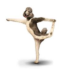 I Love My Yoga Practice Of Course I Love The Poodle Peace Parade Too Dog Doing Yoga Dog Yoga Dog Calendar