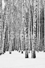 I love it even more on a friday morning when you just know the students are exhausted and teaching something new would be an exercise in futility. Birch Trees In A Snowy Forest Stock Photos Freeimages Com