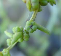 Image result for Suaeda monoica