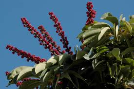 Image result for Astropanax goetzenii