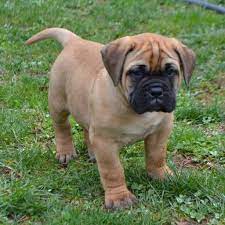Bullmastiff Dogs For Sale In United States Pennsylvania Lancaster You Can Also Check Our Dog Director Bull Mastiff Puppies Mastiff Puppies Bull Mastiff Dogs