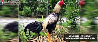 Ayam bangkok sangat akrab di kalangan pecinta ayam di hampir semua penjuru tanah air. Ayamjuara Twitter Search