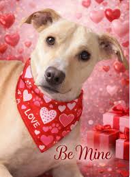 What is a good "awoo" for Bentley?