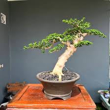 Image result for Premna