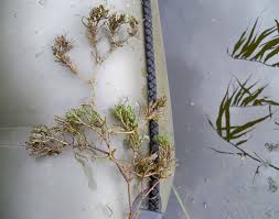 Image result for Najas marina