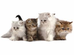 Free Cute Kitten Wallpapers Kittens Cutest Cute Cats Photos Beautiful Cats