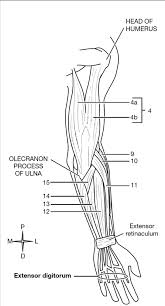 Learn the arm muscles in particular the bicep muscle and the tricep muscle with our arm muscle diagram, learn all below is a diagram depicting the main arm muscles that we are going to target. Unit 1h Posterior Arm Muscles Diagram Quizlet