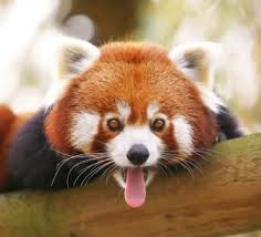 Le Parc Zoo Et Parc De Thoiry Panda Roux Animaux Les Plus Mignons Photo Animaux