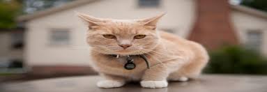 Zeytinburnu Kedi Kisirlastirma Esenler Veteriner Klinigi Acil Veteriner Hizmeti