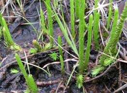 Image result for Lycopodiella caroliniana