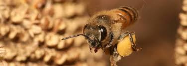 *итальянский язык* la lingua italiana 9 июн 2016 в 15:15. Propoli Le Tante Proprieta Di Questo Prezioso Prodotto Delle Api Erboristeria Il Tempio Di Venere