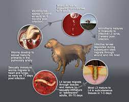 April Is Heartworm Awareness Month Ask Us About Ways To Protect Your Dog From Heartworm Disease As Well As All Your Heartworm Heartworm Awareness Veterinary