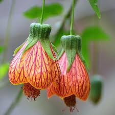 Image result for Abutilon sp.no.1