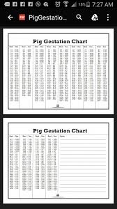 Pig Gestation Chart Pig Gestation Pig Farming Pig Breeds