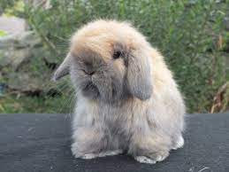 10 Mini Lop Bunnies For Sale Hillsboro Or Mini Lop Bunnies Lop Bunnies Cute Baby Bunnies