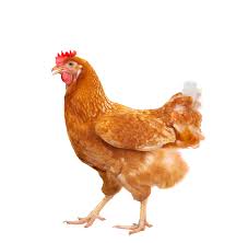 Check spelling or type a new query. Full Body Of Brown Chicken Hen Standing Isolated White Background Use For Farm Animals And Livestock Theme Our Hen House