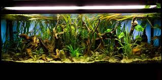 How To Pick The Best Light For Freshwater Planted Aquariums Aquarium Co Op