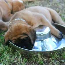 Earn points & unlock badges learning, sharing bullmastiff puppies for sale in oregonselect a breed. Bull Mastiff Puppies For Sale Oregon Petsidi