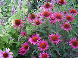 Pin On Flowers Beauty Colors And Design Patterns