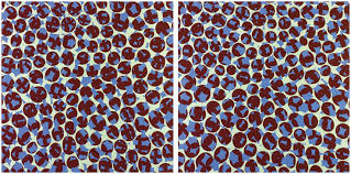 Bildergebnis für Birgit Antoni