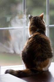 Coco In The Window Super Furry Animals Cats Warrior Cats