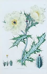 Image result for Argemone ochroleuca