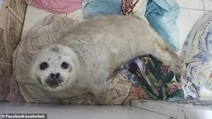 Baby Seal Dies From Stress After Crowds Of People Pet It For Hours Causing Its Mother To Abandon It Daily Mail Online