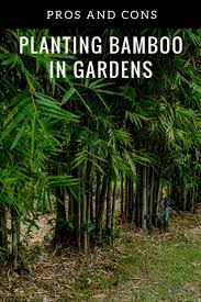 Black Bamboo Plants For Sale Gauteng What Are The Pros Of Planting Bamboo In The Garden And Are There Any Reasons Not To Grow Bamboo That Is What S Growing Bamboo Bamboo Plants Bamboo Landscape