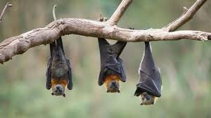 Niv symptoms and signs include vomiting, muscle aches, fever, headache. Menengok Kembali Wabah Mematikan Akibat Virus Nipah Di Malaysia Health Liputan6 Com