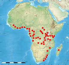 Image result for Scepocarpus trinervis