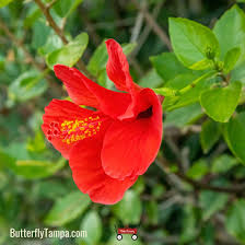 Image result for Hibiscus schinzii