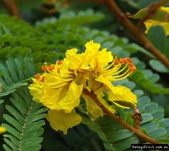 By the way, all the kids won't get gardening opportunities. Yellow Flame Tree Peltophorum Pterocarpum Flame Tree Tree Seed Pods