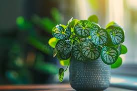 Image result for Pilea bambuseti