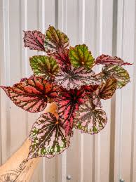 Image result for Begonia nyassensis