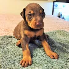 20 Days Old Pup 10 Doberman Love Doberman Pup