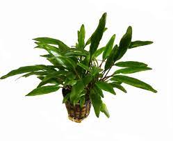 It grows in coastal lands of rivers. Anubias Cryptocoryne Nevilli Olibetta