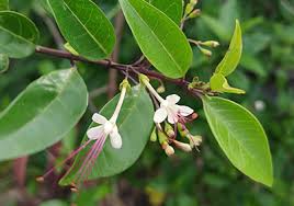 Image result for Volkameria