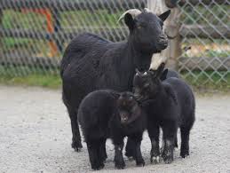We did not find results for: Pygmy Goats A Perfect Goat Breed For Small Farms Mother Earth News