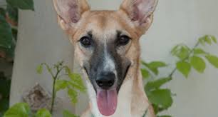 There are 98 pet friendly hotels in atlanta, ga. K9 Friends Meet 29 Dogs And Puppies Waiting For A Forever Home