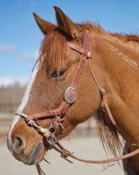 We did not find results for: Justin Dunn Side Pull Bitless Bridle Bitless Bridle Horses Horse Supplies