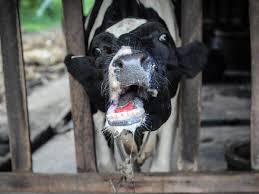 Di samping rasa tak nyaman di tenggorokan, sakit tenggorokan juga bisa menimbulkan. Penyakit Kaki Dan Mulut Lembu Agen Penyebab Dan Gejala Pada Lembu Kaedah Rawatan Dan Kemungkinan Bahaya