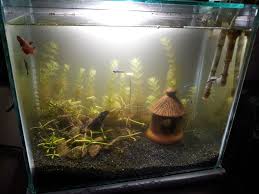 10 Gallon Planted Tank Neon Tetra Plants Gallon