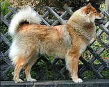 Собаки и щенки собачки border collie mix собаки животные охотничьи собаки house. Eurasier Wikipedia