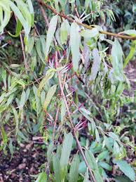 Image result for Englerina oedostemon