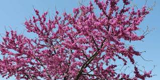 Find images of flowering trees. Best Small Trees For Small Spaces In Northern Virginia Green Vista Tree Care