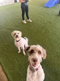 Welcome to the Pack Larry!!! 🐾 #welcomelarry #newkid? #tinypaws