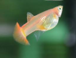 Triangle Delta Blond Full Red Female Guppy Guppy Fish Fresh Water Fish Tank Betta Aquarium