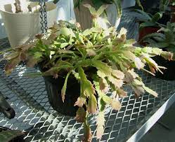 5…………are furious with the american government for delaying measures which will reduce greenhouse gas……… 6. Thanksgiving Cactus Biology Teaching Greenhouse