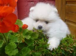 Sahibinden Pomeranian