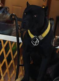 Marvelous 25 Best Black Pitbull Pictures Https Meowlogy Com 2017 09 18 10246 Never Trust Your Dog Won T Fight Still These D Dog Breeds Beautiful Dogs Dogs
